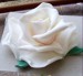 biela ružička.jpg